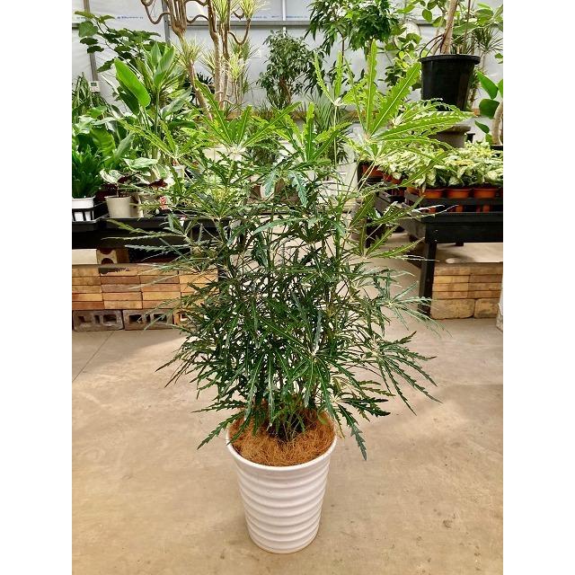 グリーンアラレア 8号 白陶器鉢 アラレア ディジゴセカ 観葉植物