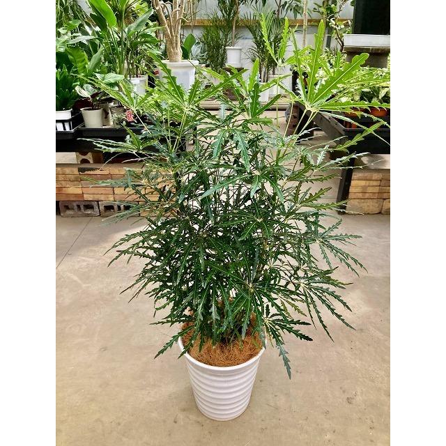 グリーンアラレア　♻️リユース観葉植物 グリーンアラレア 8号 白陶器鉢 アラレア ディジゴセカ 観葉植物