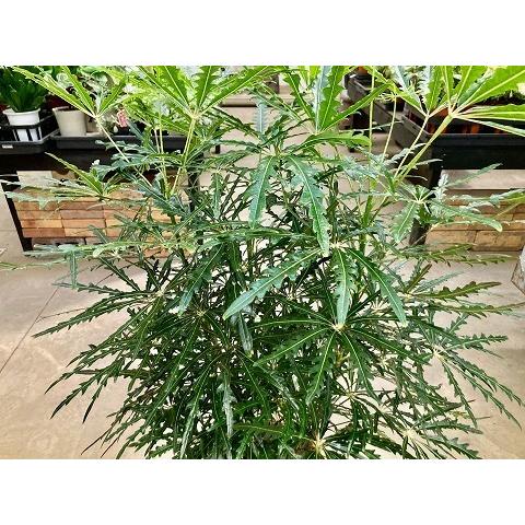 グリーンアラレア 8号 白陶器鉢 アラレア ディジゴセカ 観葉植物