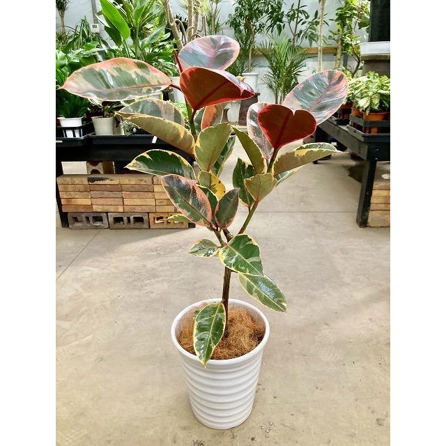 高質で安価 フィカス ルビー 8号 白陶器鉢 観葉植物 ゴムの木 斑入り 販売 苗 苗木 斑入り 鉢植え 送料無料 日本全国送料無料 Www Technet 21 Org