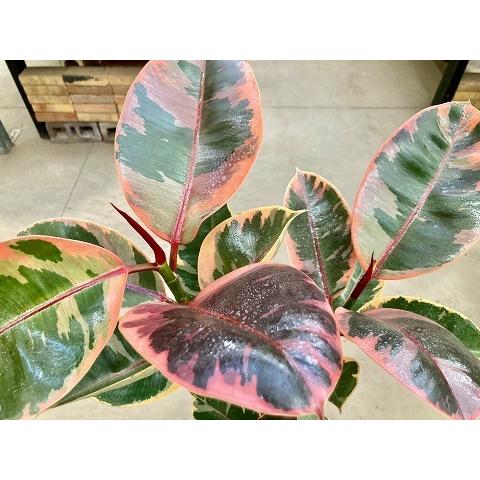 フィカス・ルビー 8号 白陶器鉢 観葉植物 ゴムの木 斑入り 販売 苗