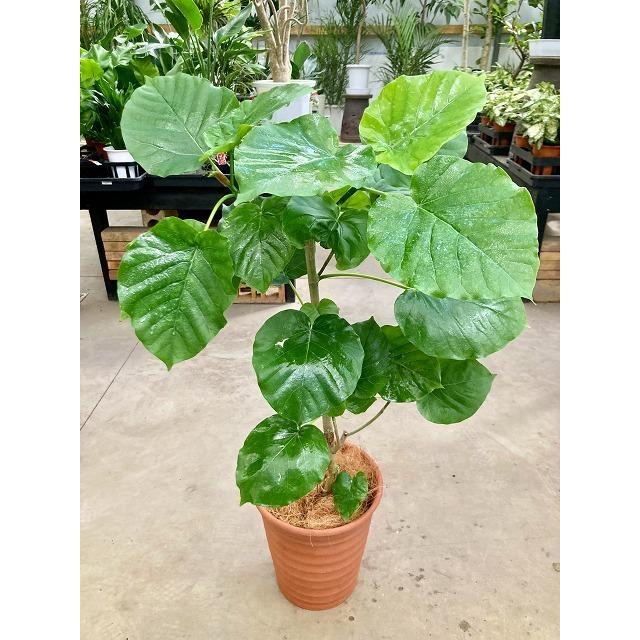フィカス ウンベラータ 8号　観葉植物 鉢植え フィカス・ウンベラータ 8号 茶陶器鉢 ゆったりしたハート形の大きな
