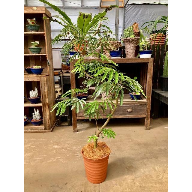 エバーフレッシュ ねむの木 8号 茶陶器鉢 観葉植物 インテリア 鉢植え