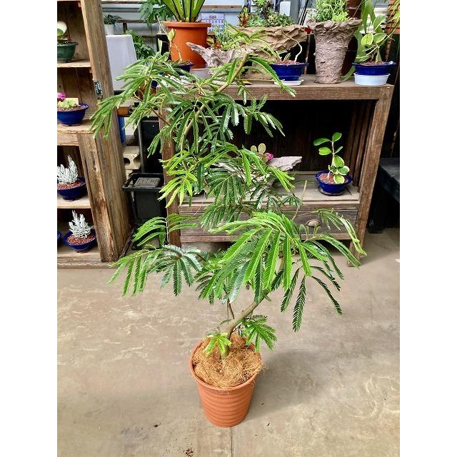 エバーフレッシュ ねむの木 8号 茶陶器鉢 観葉植物 インテリア 鉢植え