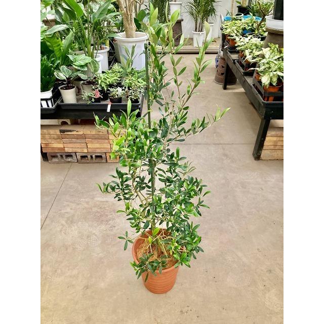 オリーブの木 8号鉢 茶陶器鉢 観葉植物 植木 庭木 ギフト