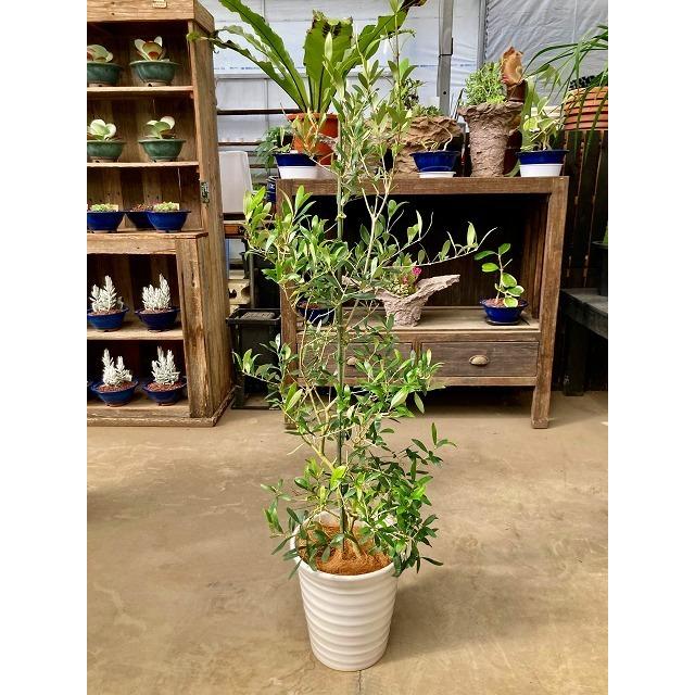 オリーブの木 8号鉢 白陶器鉢 観葉植物 植木 庭木 ギフト プレゼント シンボルツリー 販売 鉢植え｜bloomgrace