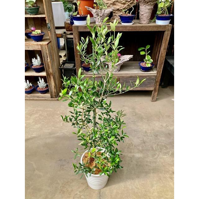 オリーブの木（Ｂ）　白陶器鉢 Amazon｜オリーブの木 ホワイト陶器鉢植え 観葉植物 卓上 本物