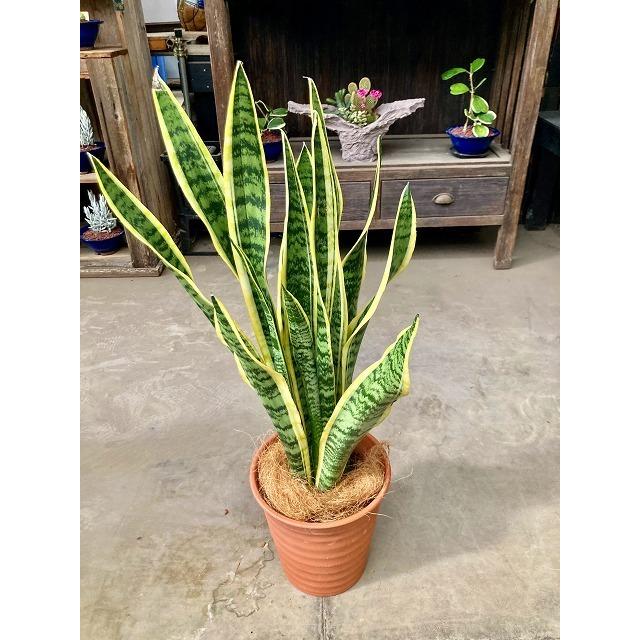 サンスベリア(トラノオ) サンスベリア トラノオ 4号 観葉植物 サンセベリア 空気清浄
