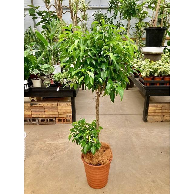 ベンジャミン スタンド 8号 茶陶器鉢 観葉植物 鉢植え ベンジャミナ