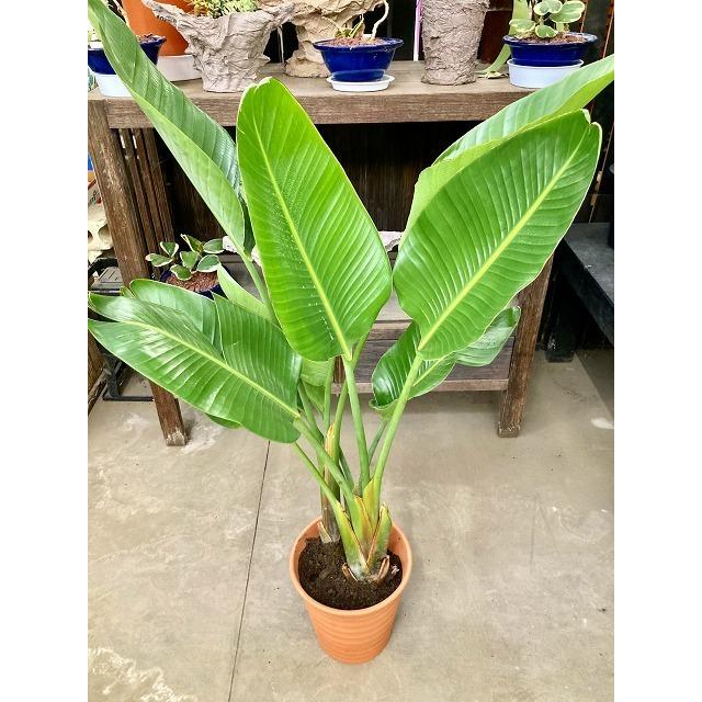 オーガスタ 8号 茶陶器鉢 観葉植物 鉢植え 苗 リゾート 南国 お中元 お歳暮 母の日 プレゼント ギフト 敬老 インテリア プランツ 贈り物 誕生日 |  | 01