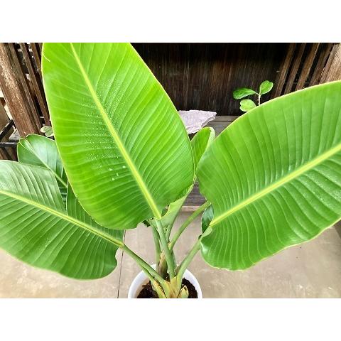 オーガスタ 8号 茶陶器鉢 観葉植物 鉢植え 苗 リゾート 南国 お中元 お歳暮 母の日 プレゼント ギフト 敬老 インテリア プランツ 贈り物 誕生日 |  | 02