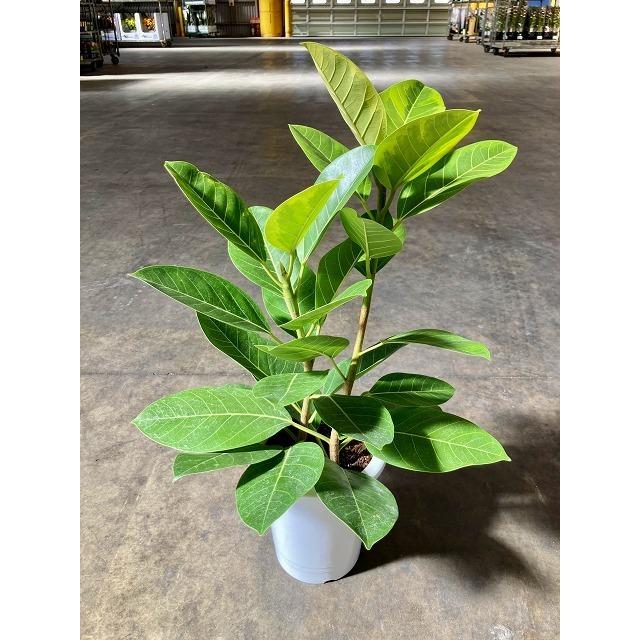 アルテシーマ 8号 観葉植物 鉢植え 苗 インテリア 贈り物 ギフト 鉢 鉢植え 母の日 お誕生日 記念日 開店祝い_1