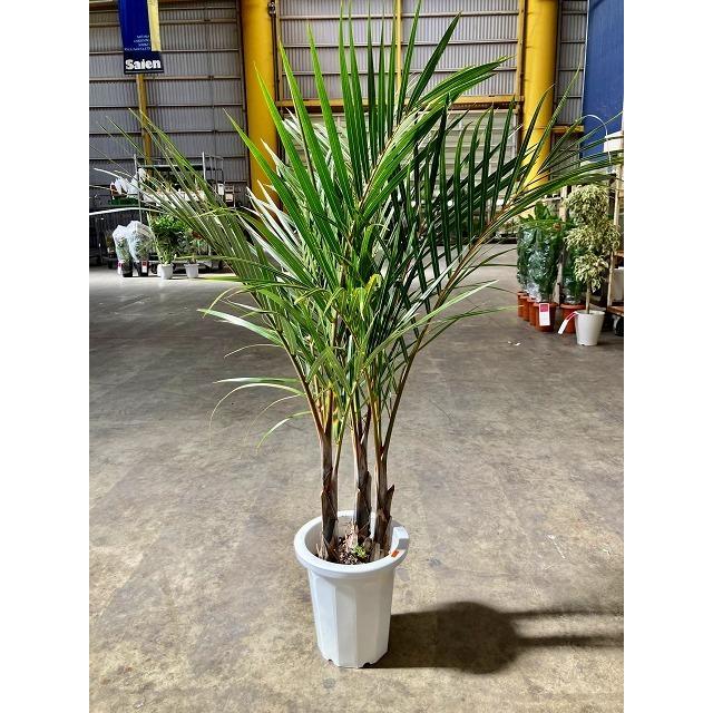トックリヤシモドキ 3本立 8号 ボトルパーム 観葉植物