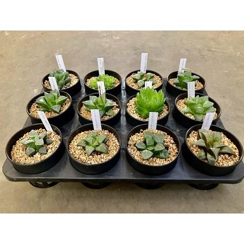 全商品オープニング価格特別価格 ハオルチア 12入り 1ケース 多肉植物 観葉植物 鉢植え 苗 お中元 お歳暮 母の日 プレゼント ギフト 敬老 インテリア プランツ 贈り物 誕生日 日本製 Www Aproniaperu Com