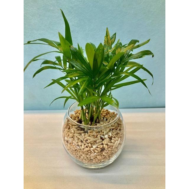 ハイドロカルチャー 観葉植物 サンゴ砂 バブ10 テーブルヤシ 水耕栽培 お中元 お歳暮 母の日 プレゼント ギフト 敬老 インテリア プランツ 贈り物 誕生日 Sa 0773 ブルーミンググレイス 通販 Yahoo ショッピング