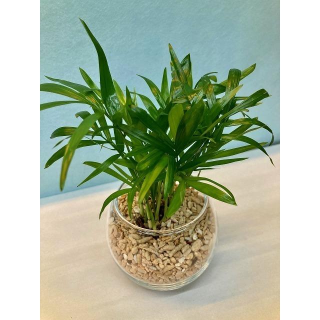 ハイドロカルチャー 観葉植物 サンゴ砂 バブ10 テーブルヤシ 水耕栽培 お中元 お歳暮 母の日 プレゼント ギフト 敬老 インテリア プランツ 贈り物 誕生日 Sa 0773 ブルーミンググレイス 通販 Yahoo ショッピング