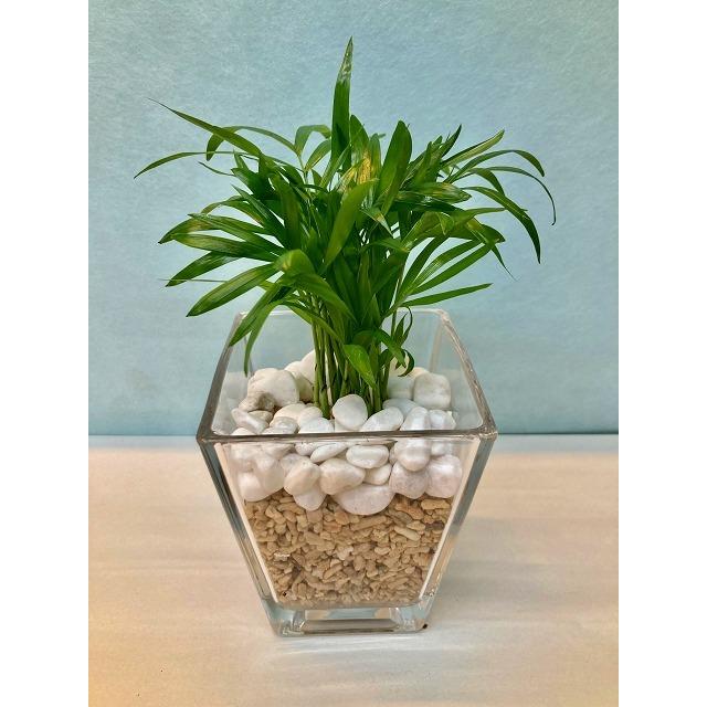 スクエア 9.5パイ サンゴ砂 テーブルヤシ ハイドロカルチャー 水耕栽培