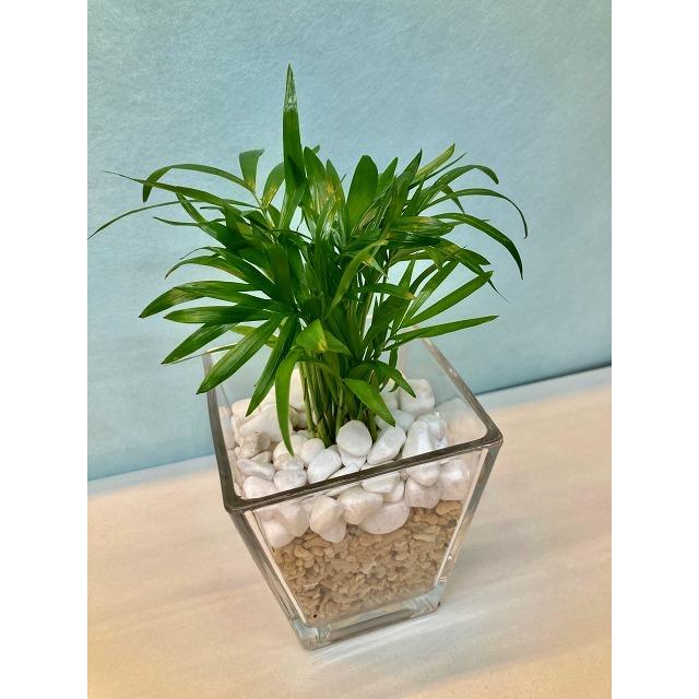 スクエア 9 5パイ サンゴ砂 テーブルヤシ ハイドロカルチャー 水耕栽培 観葉植物 お中元 お歳暮 母の日 プレゼント ギフト プランツ サンゴ砂 涼しげ 風鈴 Sa 0774 ブルーミンググレイス 通販 Yahoo ショッピング