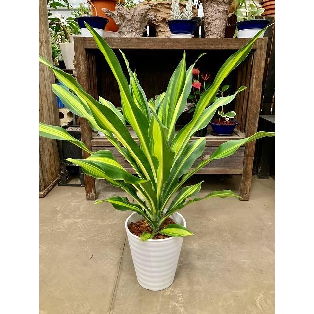 ドラセナ・ゴールドコード セラアート ホワイト 8号 観葉植物