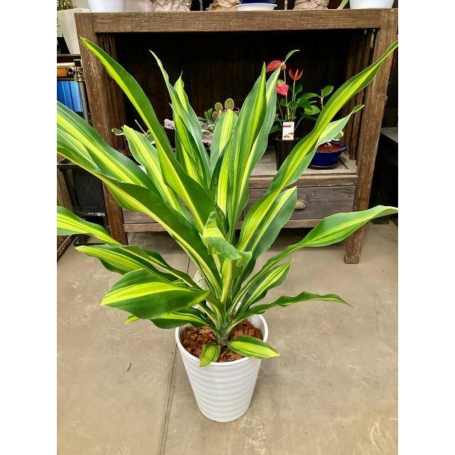 ドラセナ・ゴールドコード セラアート ホワイト 8号 観葉植物