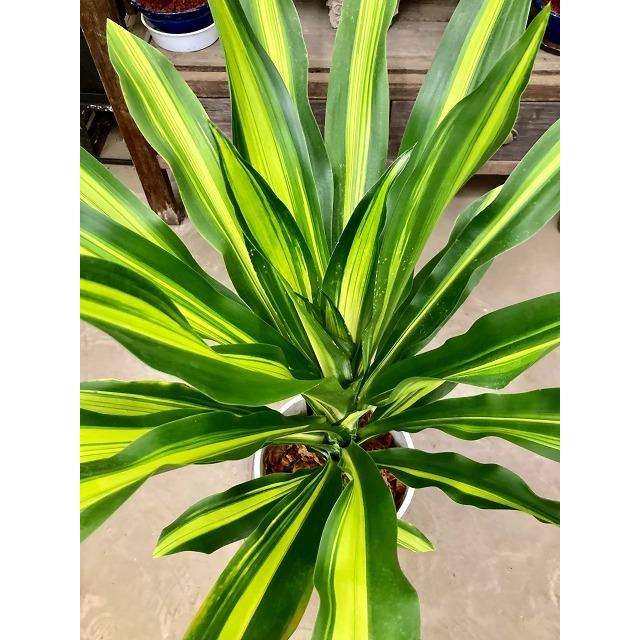 ドラセナ・ゴールドコード セラアート ホワイト 8号 観葉植物