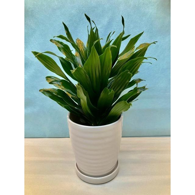 ドラセナ・コンパクタ 白陶器鉢 4号 観葉植物 ミニ観葉 インテリア