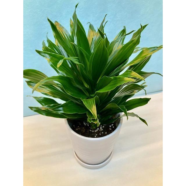 ドラセナ　コンパクタ　鉢皿付き 現品］【希少】ドラセナ コンパクタ 綴化 石化 観葉植物 室内 ミニ