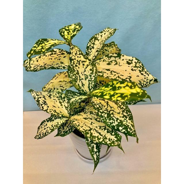 ドラセナ・ゴッドセフィアナ 白陶器 4号 観葉植物 スルクロサ ホシ