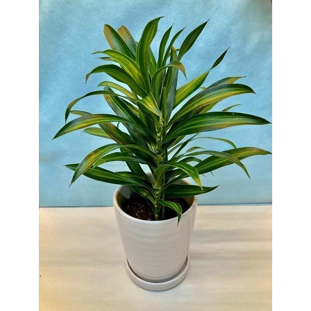 ドラセナ・ソングオブジャマイカ 白陶器鉢 4号 観葉植物 インテリア