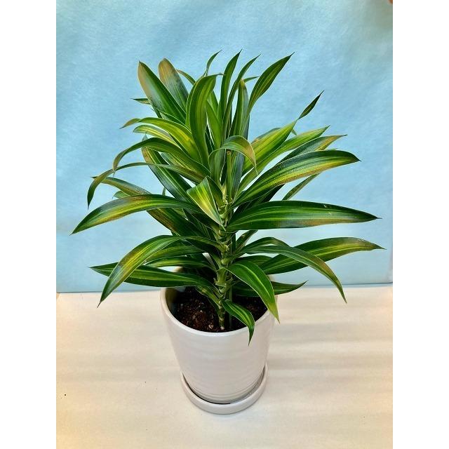 ドラセナ・ソングオブジャマイカ 白陶器鉢 4号 観葉植物 インテリア