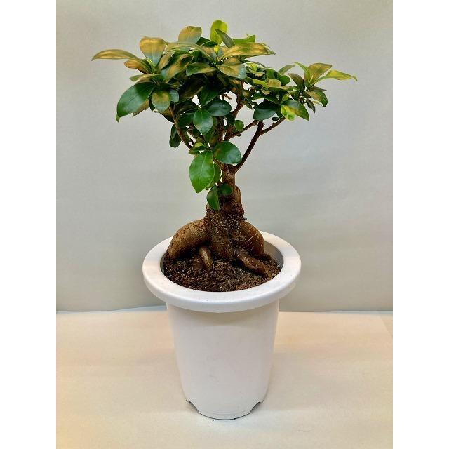 ガジュマル 6号 観葉植物 鉢植え 苗 ガジュマル お中元 お歳暮 母の日 プレゼント ギフト 敬老 インテリア プランツ 贈り物 誕生日 精霊が宿る樹 :sa-0785:ブルーミンググレイス - 通販 - Yahoo!ショッピング ガジュマル 6号 観葉植物 鉢植え 苗 ガジュマル お中元 お歳暮 母の日 プレゼント ギフト 敬老 インテリア プランツ 贈り物 誕生日 精霊が宿る樹 :sa-0785:ブルーミンググレイス - 通販 - Yahoo!ショッピング