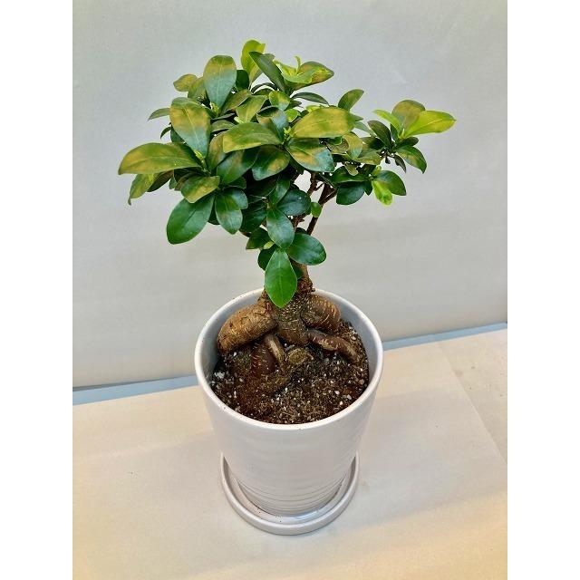 ガジュマル 白陶器鉢 5号 精霊の宿る木 フィカス ゴムの木 観葉植物