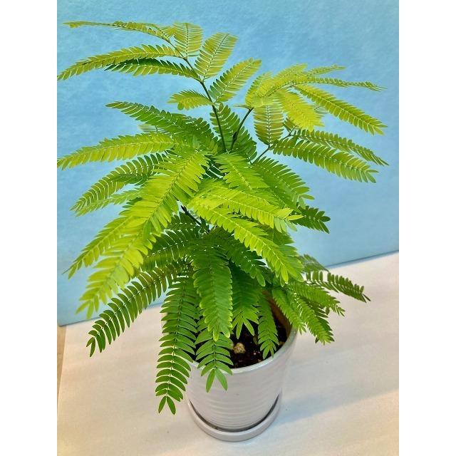 エバーフレッシュ 白陶器鉢 4号 ネムノキ ねむの木 観葉植物 ミニ観葉 インテリア 贈り物 ギフト 母の日 誕生日 記念日 開店祝い 鉢 Sa 0787 ブルーミンググレイス 通販 Yahoo ショッピング