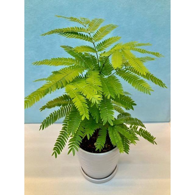 エバーフレッシュ 白陶器鉢 4号 ネムノキ ねむの木 観葉植物 ミニ観葉 インテリア 贈り物 ギフト 母の日 誕生日 記念日 開店祝い 鉢 Sa 0787 ブルーミンググレイス 通販 Yahoo ショッピング