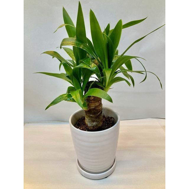 ユッカ リギダ 4頭 希少 レア 鉢付き ユッカ リギダ 4頭 希少 レア 鉢付き