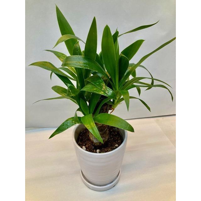 ユッカ 観葉植物 白い鉢 ユッカ 観葉植物 白い陶器の鉢 【公式通販】