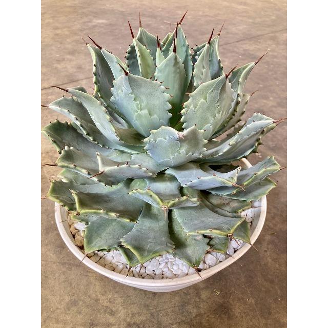 アガベ 雷神 10号 ライジン 多肉植物 観葉植物 リュウゼツラン 大鉢