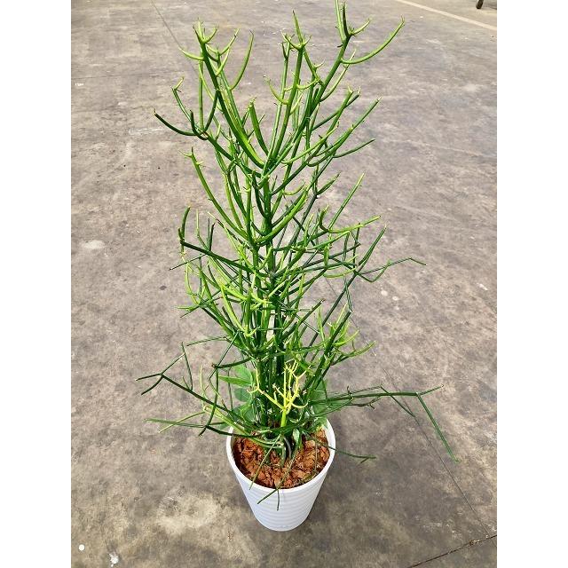 ミルクブッシュ 8号　一点もの ミルクブッシュ 8号 セラアート 多肉植物 観葉植物 ユーフォルビア