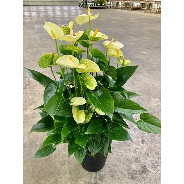 新発売の アンスリウム バニラ 8号 四季咲きで花持ちが良く涼しげでギフトとして大変喜ばれています 超大特価 Lamaimuaythaicamp Com