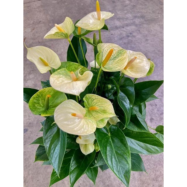 新発売の アンスリウム バニラ 8号 四季咲きで花持ちが良く涼しげでギフトとして大変喜ばれています 超大特価 Lamaimuaythaicamp Com