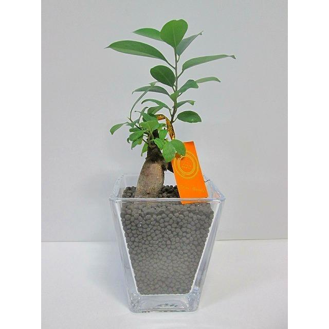 ハイドロカルチャー 観葉植物 ネオコール ブラック スクエア 9 5パイ ガジュマル水耕栽培 お歳暮 母の日 ギフト ンテリア プランツ Ssn 152 ブルーミンググレイス 通販 Yahoo ショッピング