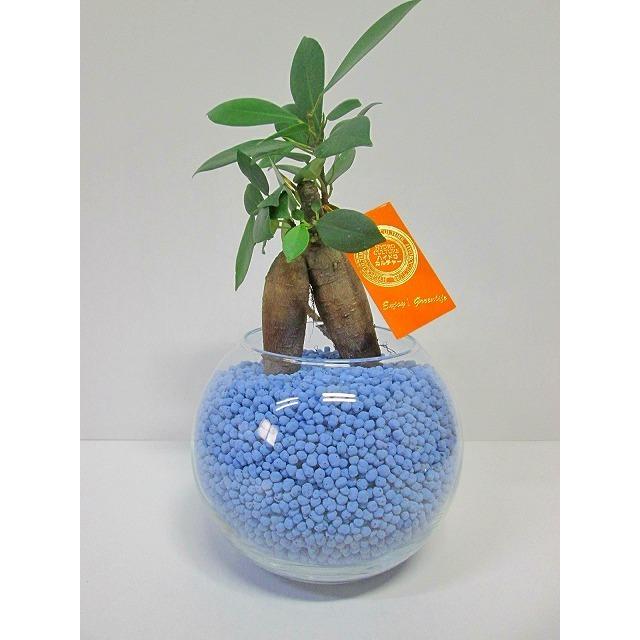 ハイドロカルチャー 観葉植物 ネオコール ブルー バブ10 ガジュマル水耕栽培 お歳暮 母の日 ギフト ンテリア プランツ Ssn 161 ブルーミンググレイス 通販 Yahoo ショッピング