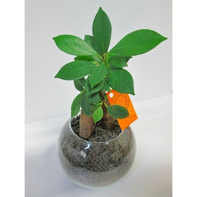ハイドロカルチャー 観葉植物 ネオコール ブラック バブ12 ガジュマル 水耕栽培 お歳暮 母の日 ギフト ンテリア プランツ Ssn 170 ブルーミンググレイス 通販 Yahoo ショッピング