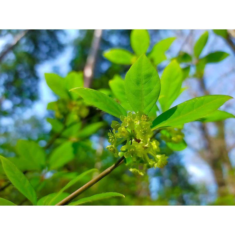 黒文字 刻 くろもじ クロモジ ウショウ 100g 薬膳料理 薬膳食材 薬膳茶 薬膳鍋 薬膳スープ :20220606005050-01553:ブルーライトストア - 通販 - Yahoo!ショッピング 黒文字 刻 くろもじ クロモジ ウショウ 100g 薬膳料理 薬膳食材 薬膳茶 薬膳鍋 薬膳スープ :20220606005050-01553:ブルーライトストア - 通販 - Yahoo!ショッピング