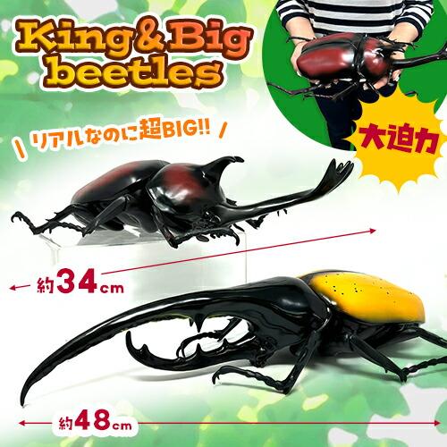 2個セット King of Big beetles カブトムシ ヘラクレスオオカブト