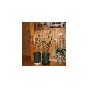 鉢植え ブルーベリーの木 ４年 母の日 鉢 Bhhk4 鉢植えブルーベリーショップ 通販 Yahoo ショッピング