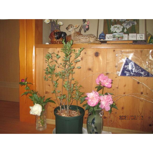 鉢植え ブルーベリーの木  母の日ギフト プレゼント 包装鉢｜blueberry｜02