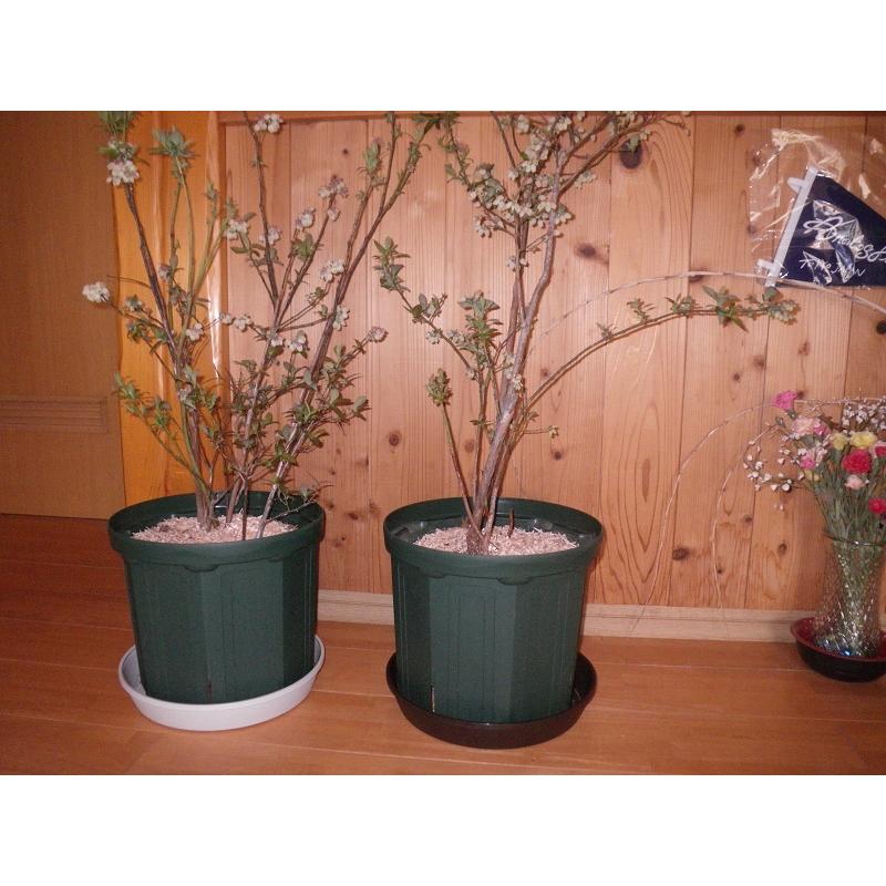 ブルーベリー 鉢植え 贈答用 4年 優秀樹 1鉢 Bhz4 鉢植えブルーベリーショップ 通販 Yahoo ショッピング