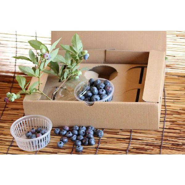 ブルーベリー  鉢植え  贈答用 4年 優秀樹 1鉢 |  | 05