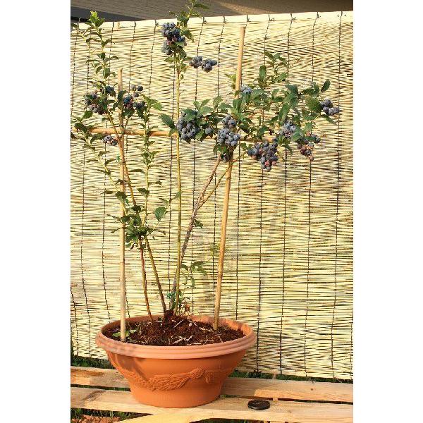 【取引済み★】ブルーベリーの木(1本)　鉢植え　 鉢植えのブルーベリーの木 - ひなた宮崎経済新聞
